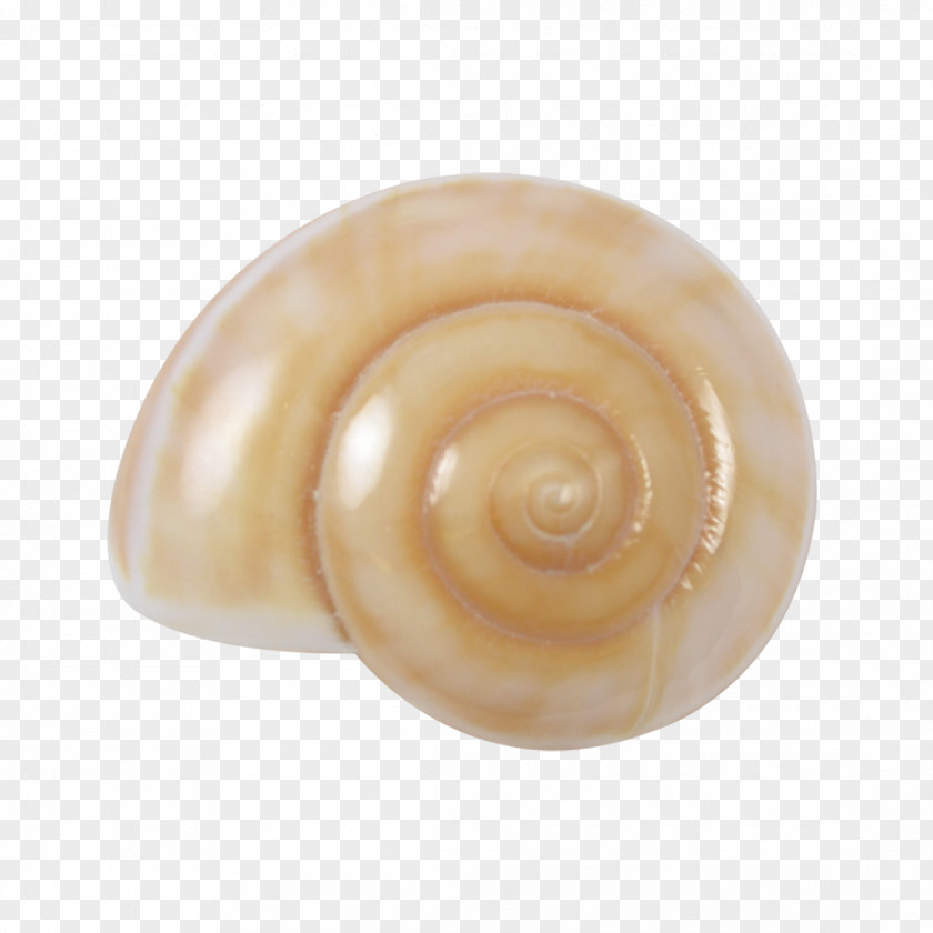 Snails Seashell Sea Snail Conchology Gastropod Shell PNG