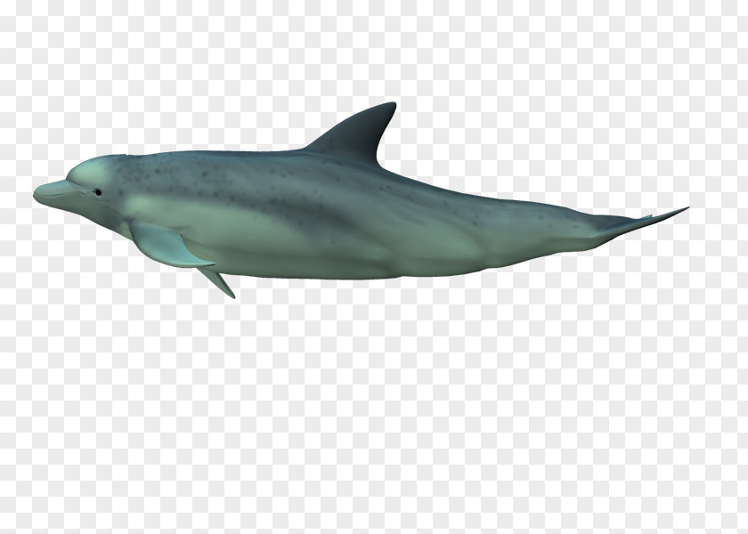 Xj Common Bottlenose Dolphin Short-beaked Rough-toothed Tucuxi Wholphin PNG