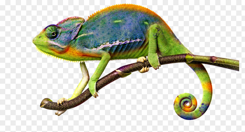 Lizard Chameleons Common Iguanas PNG