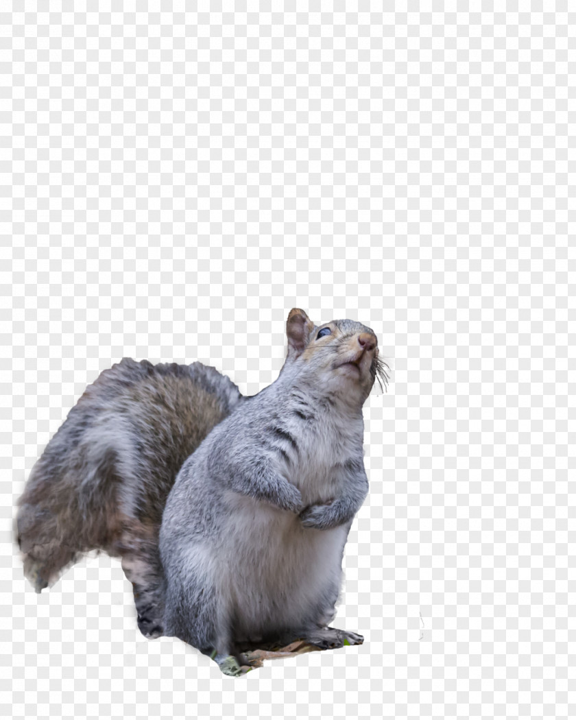 Squirrel DeviantArt Clip Art PNG