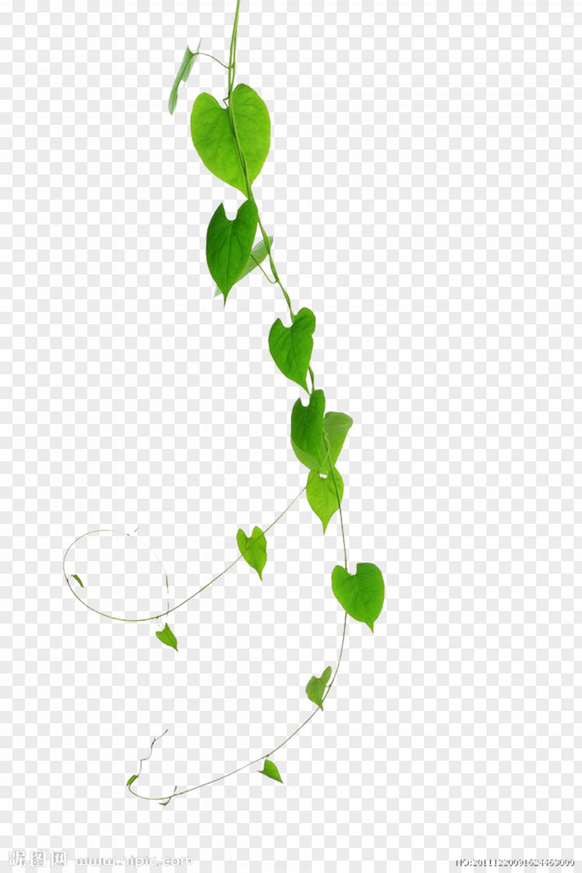 Vines Are Available For Free Download Vine Green Plant Leaf PNG