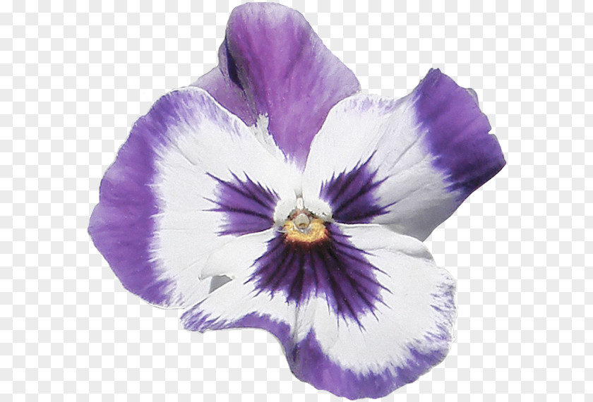 Violet Pansy Dahlia Flower Petal PNG