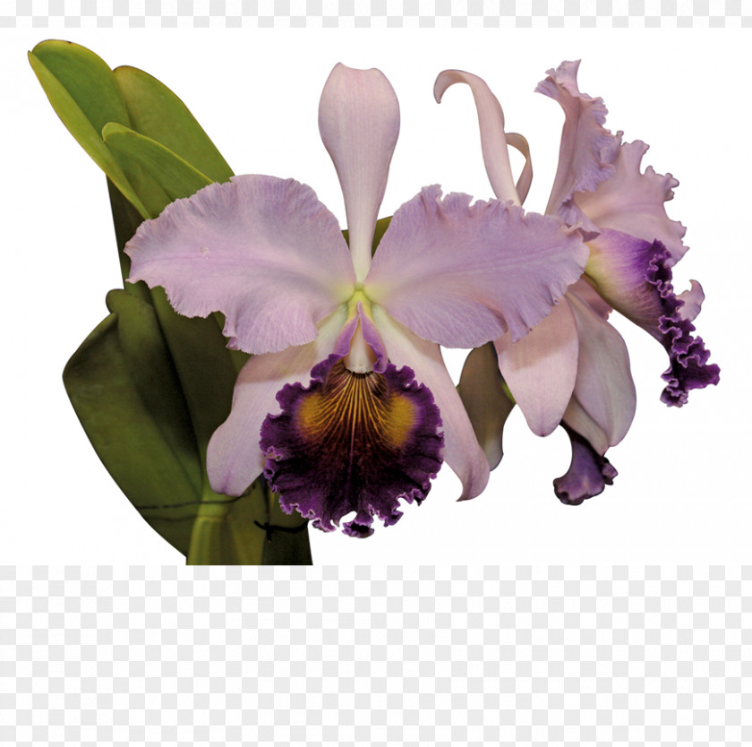 Cattle Cattleya Trianae Flower Moth Orchids Cooktown Orchid PNG