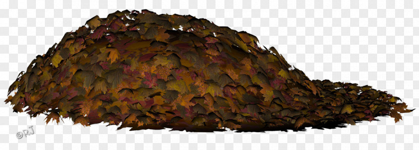 Dry Leaves Autumn Leaf Color Tree PNG