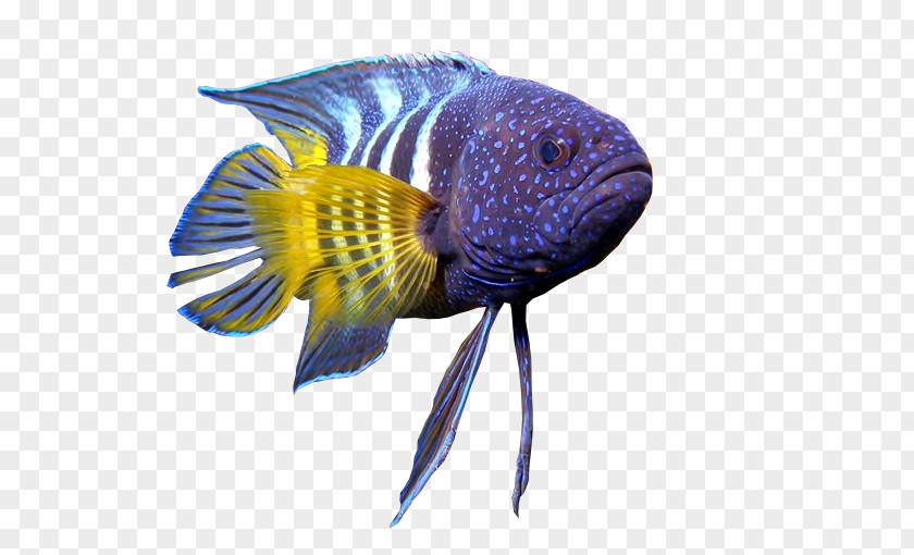 Fish Flower Horn GIF Clip Art PNG