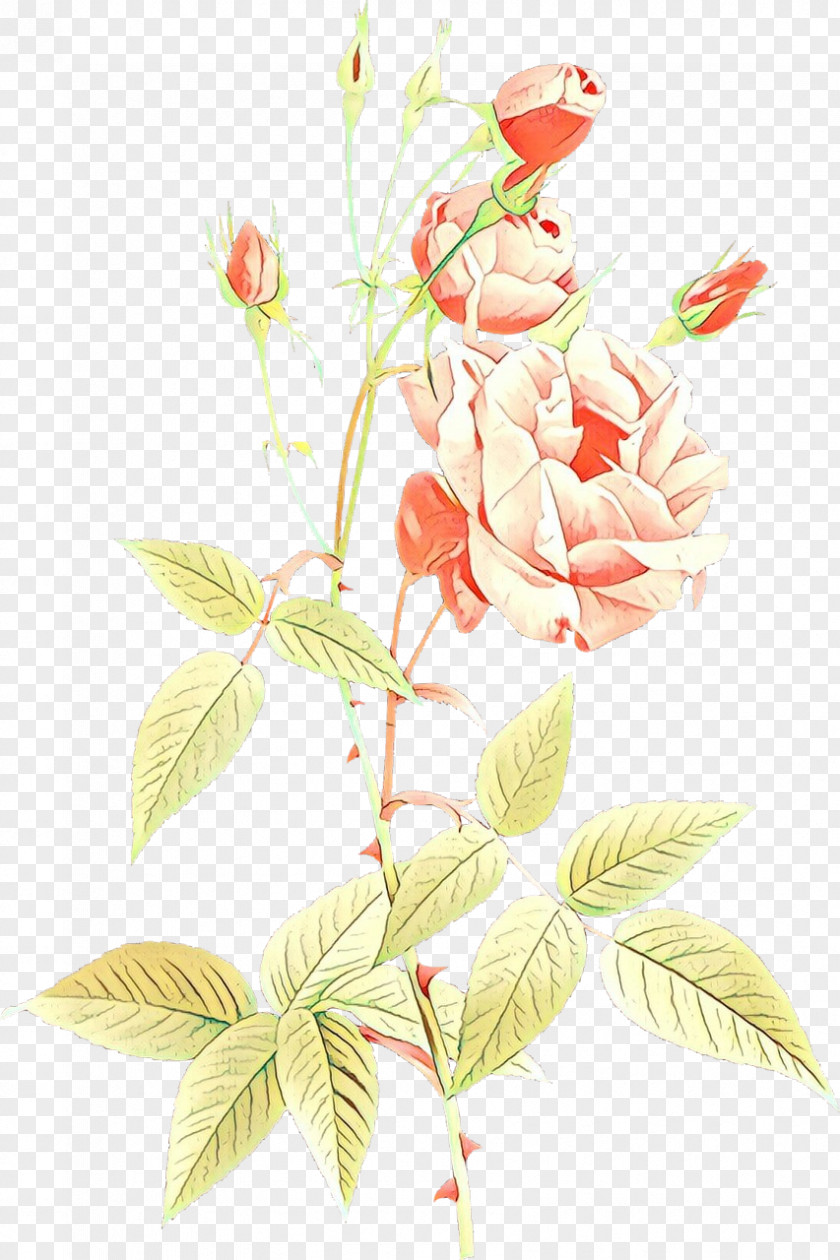 Garden Roses Painting The Parasol Cabbage Rose PNG