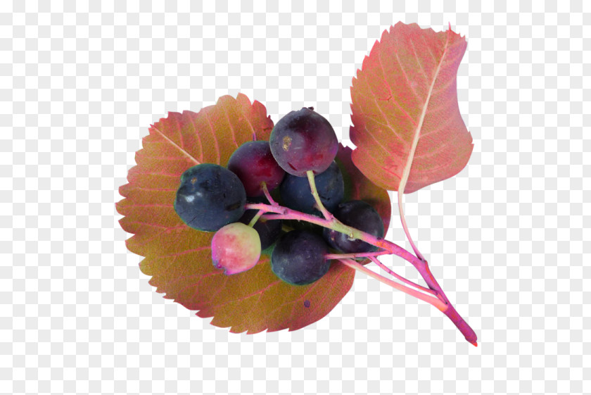 Juice Blueberry PNG