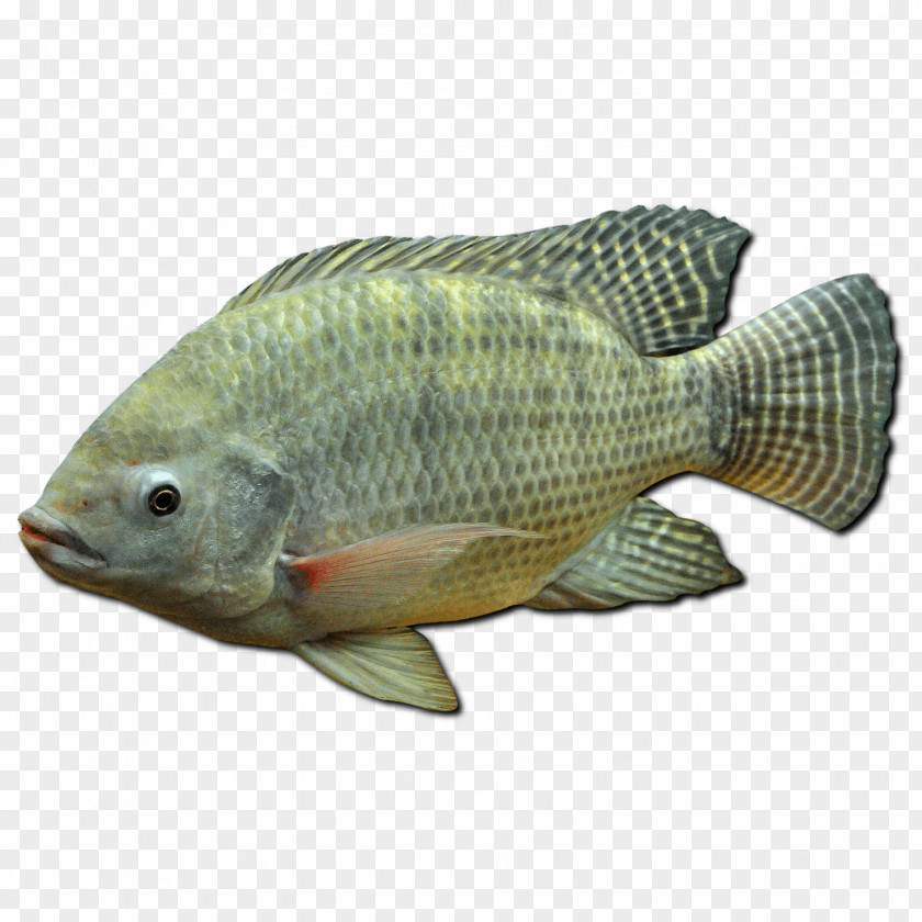 Miguel Rivera Ornamental Fish Tilapia Fishing Juvenile PNG