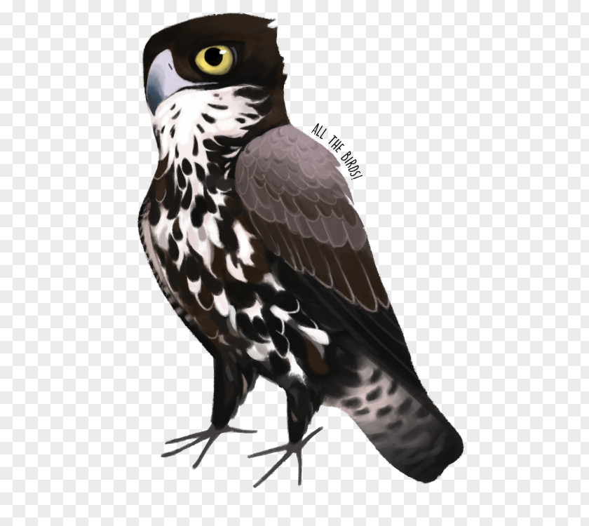 Owl Hawk Eagle Beak Falcon PNG