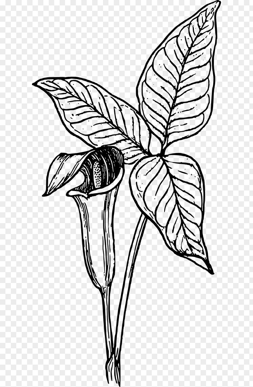 Plant Cuckoo-pint Arum-lily Botany PNG