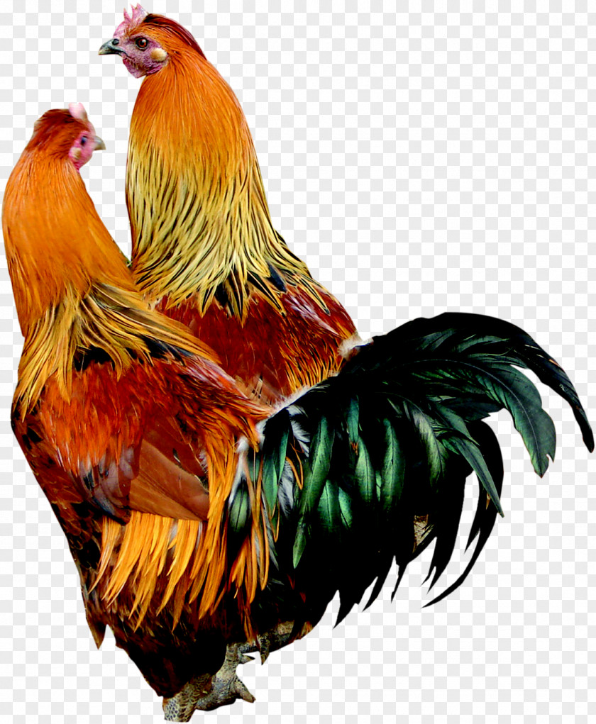 Chicken Rooster Download PNG