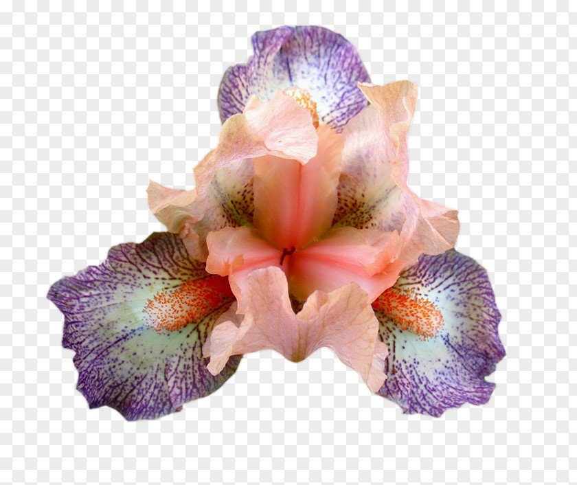 音乐 Cut Flowers Petal PNG