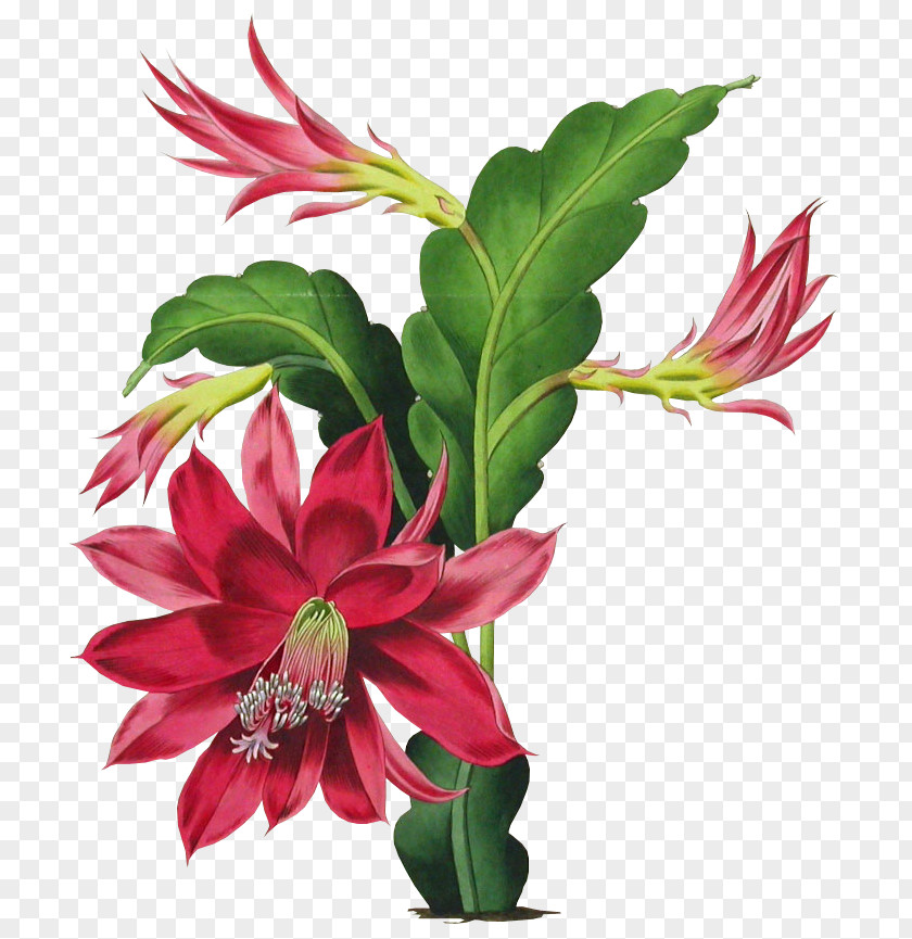 Disocactus Ackermannii Epiphyllum Epiphyte Botany PNG