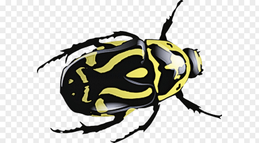 Insect Beetle Pest Cetoniidae Blister Beetles PNG