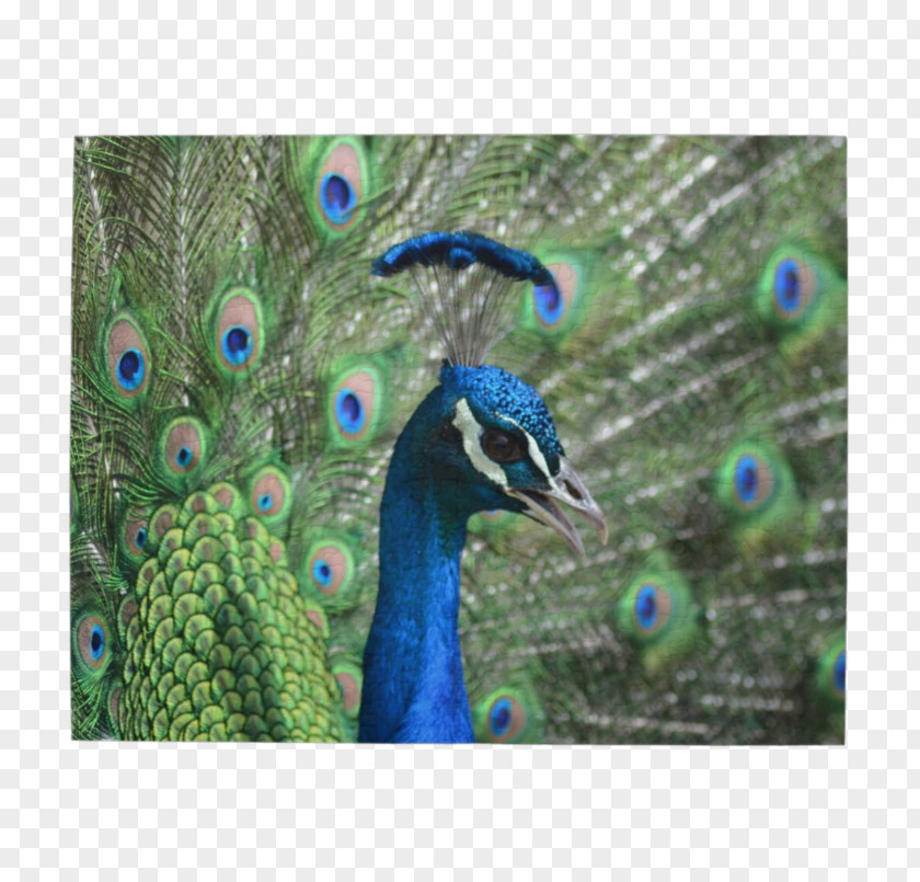 Peacock Bird Jigsaw Puzzles Peafowl Feather Puzzle PNG