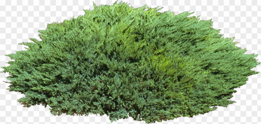 Tree Shrub Camphor Evergreen Cypress PNG