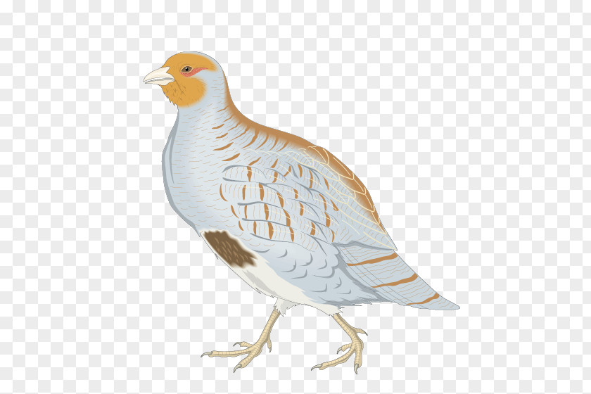 Vector Birds Bird Partridge Royalty-free Clip Art PNG