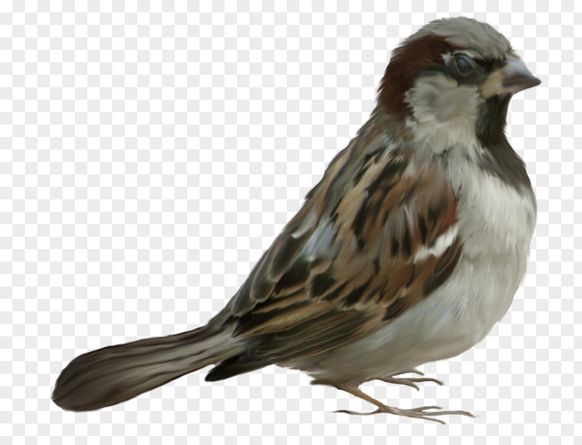 Bird House Sparrow Clip Art PNG