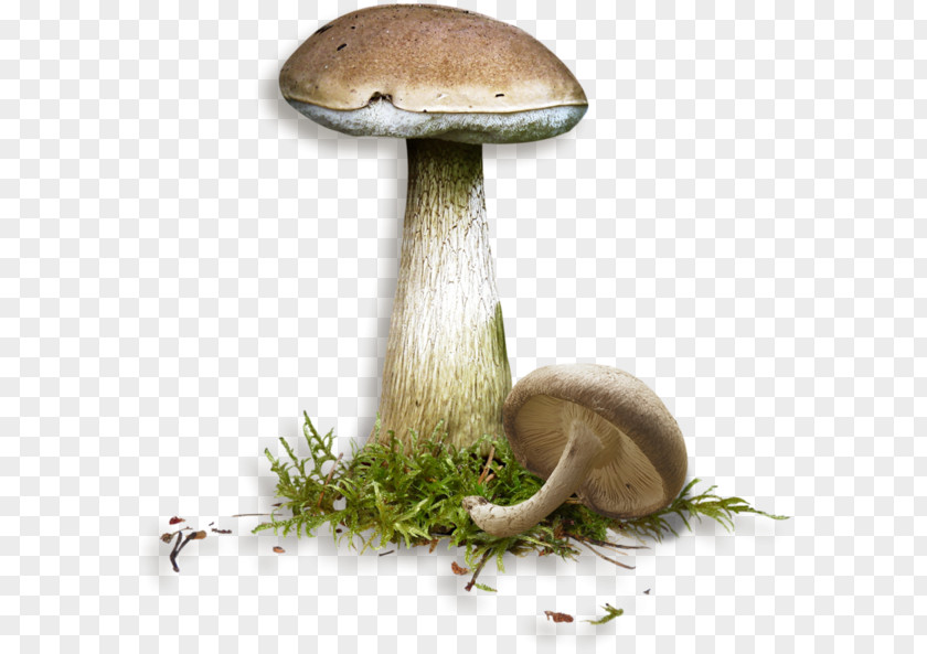 Creative Web Mushrooms Mushroom Penny Bun Fungus Clip Art PNG