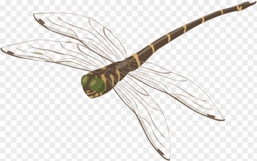 Dragonfly Web Browser Computer File PNG