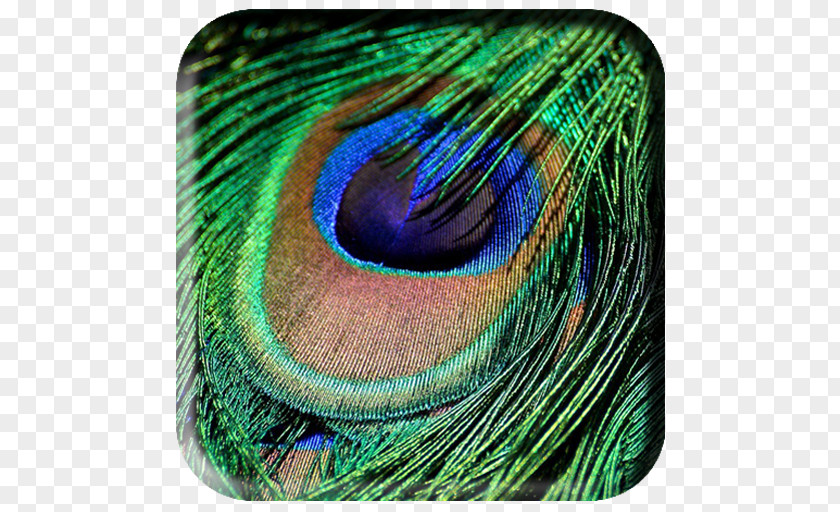 Feather Bird Peafowl Green Iridescence PNG