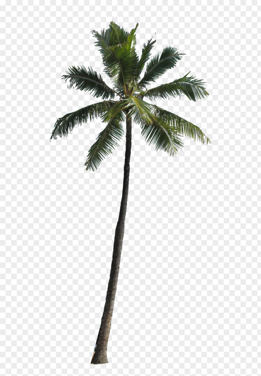 Palm Tree Image Arecaceae Computer File PNG