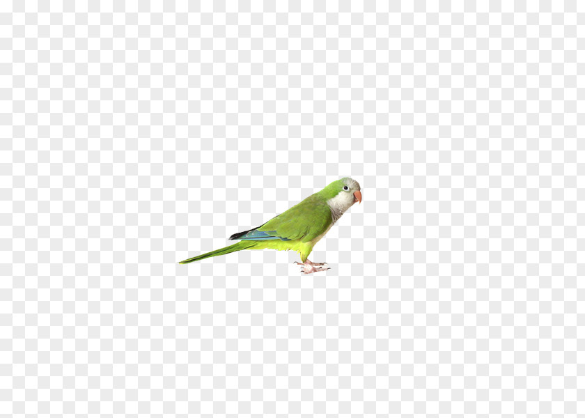 Parrot Budgerigar Cockatiel Bird Finch PNG