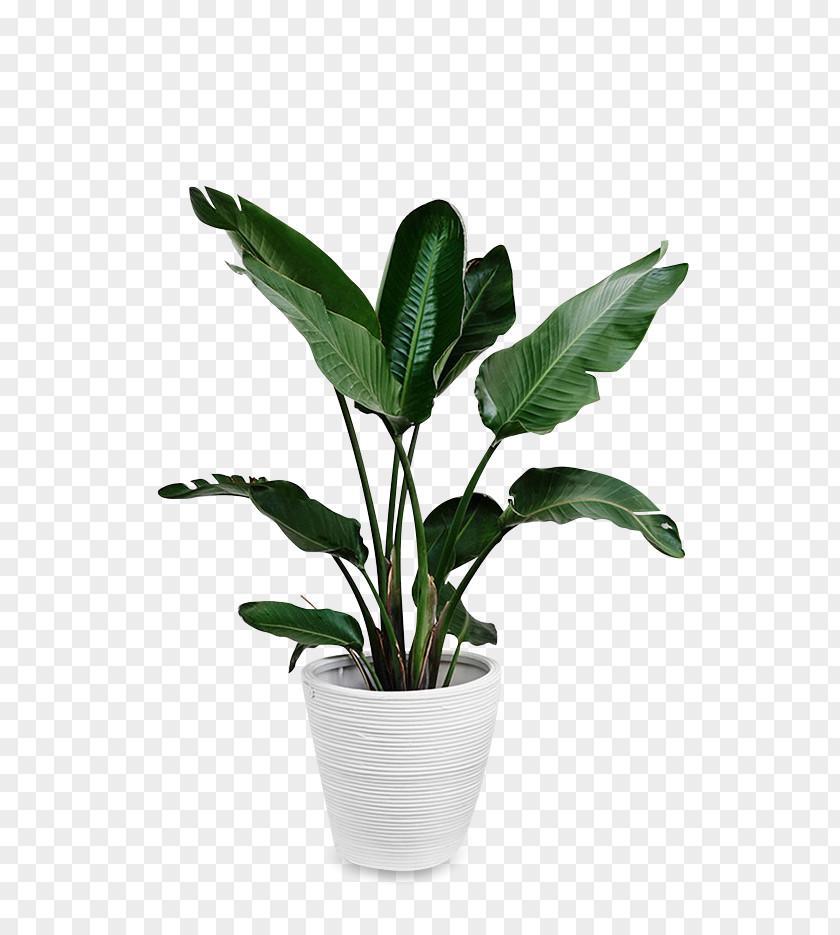 Potted Plants Leaf Swiss Cheese Plant Paper PNG