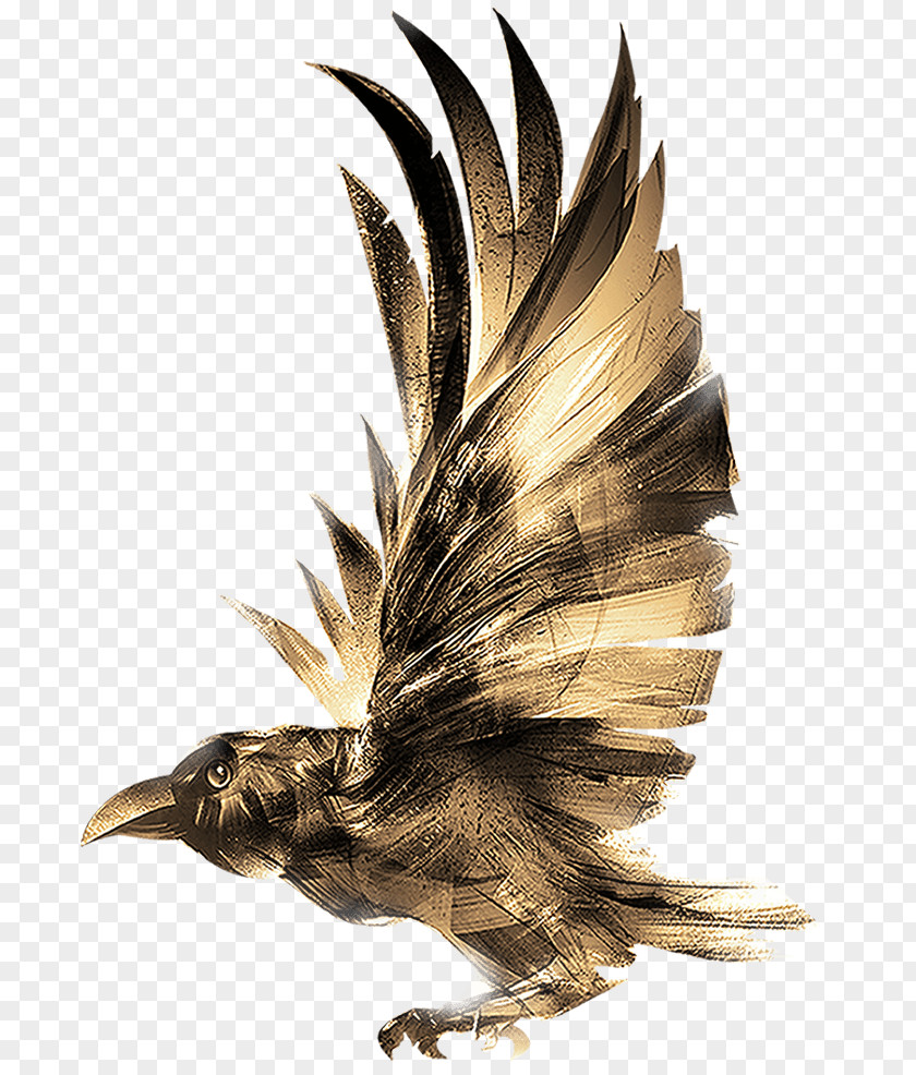 Tail Falconiformes Eagle Bird PNG