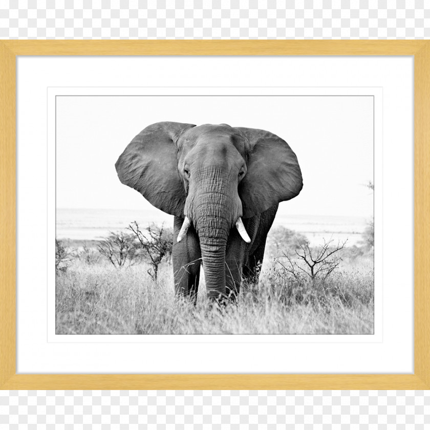 African Prints Indian Elephant Bush Elephantidae Wildlife Animal-made Art PNG