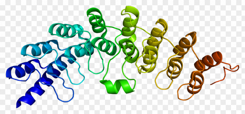 Cleaves Ribonuclease L Enzyme 2'-5'-oligoadenylate Synthase Interferon PNG