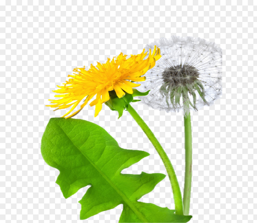 Dandelion Digital Image Clip Art PNG