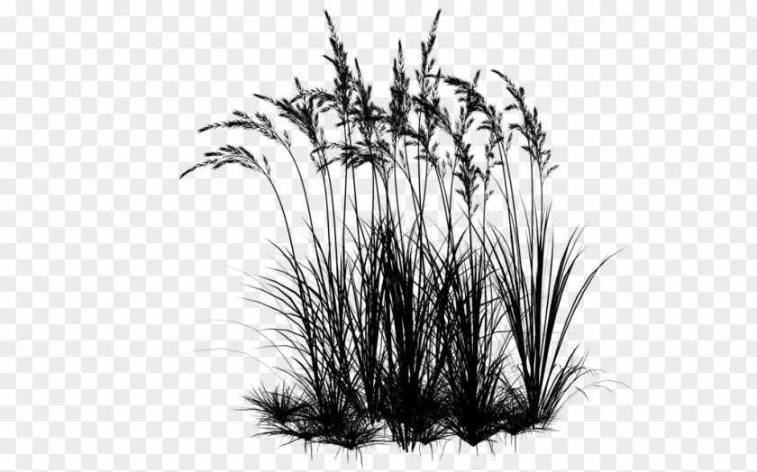 Desktop Wallpaper Computer Commodity Grasses PNG