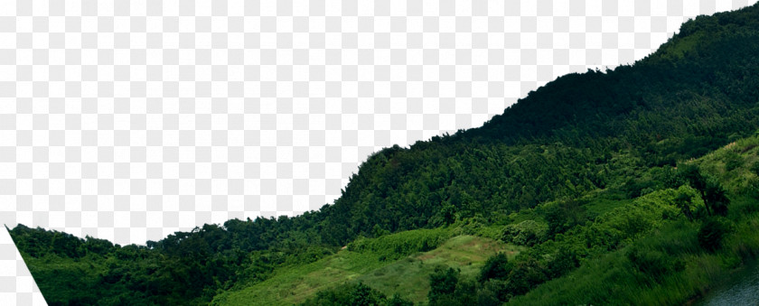 Mountain Tree Wallpaper PNG