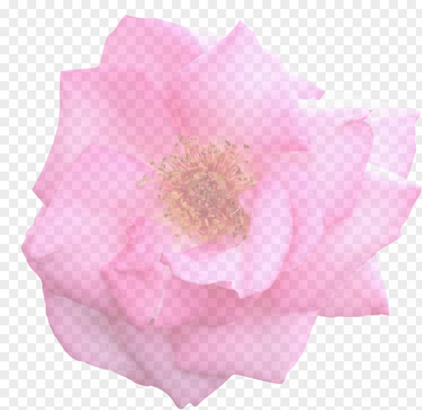 Pink Rose Garden Roses Cabbage Floribunda Cut Flowers Petal PNG