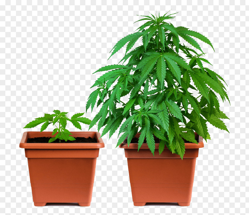 Potted Plant California Proposition 215 Cannabis Sativa Marijuana Cup PNG