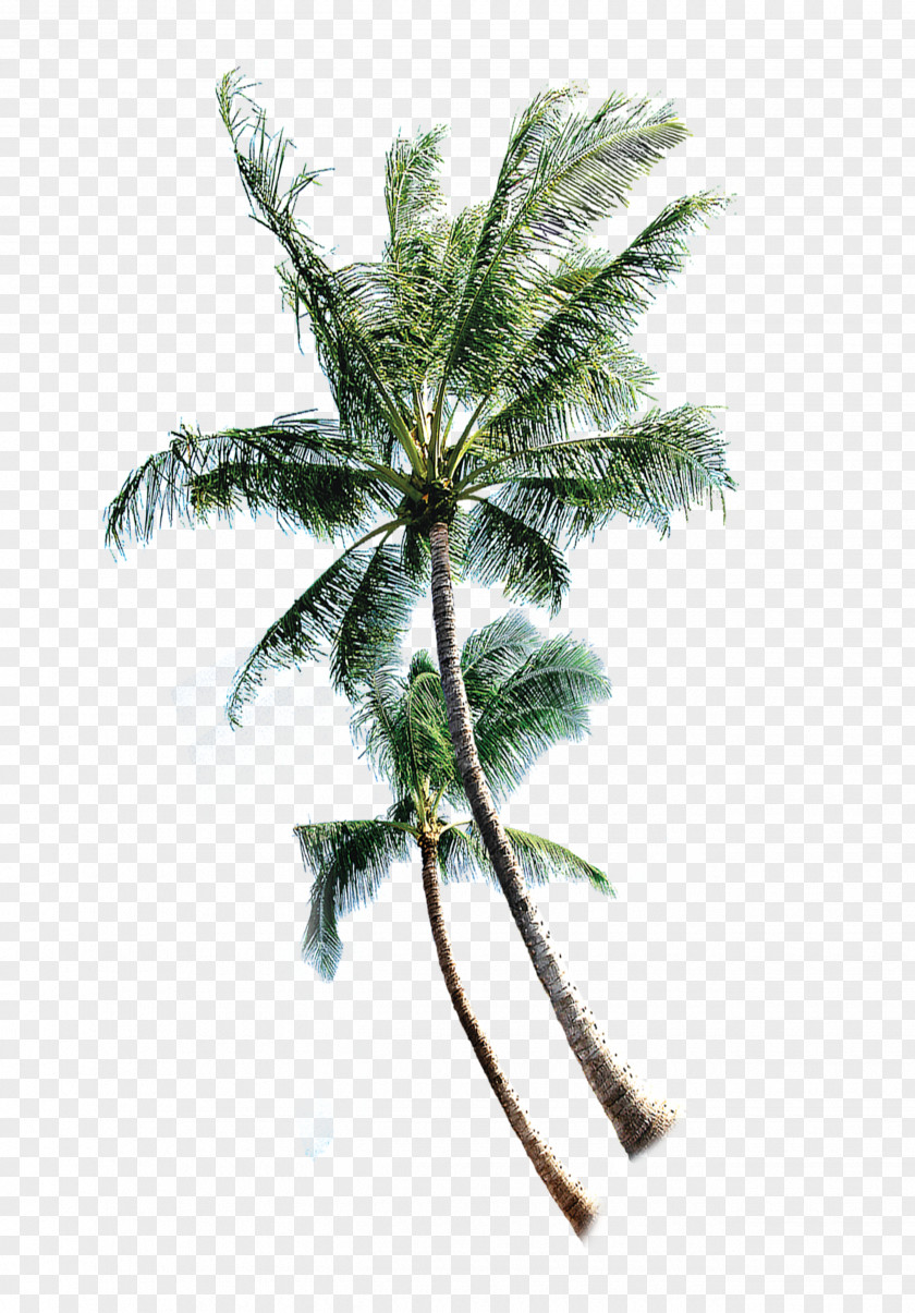 Thai Coconut Trees Tree Euclidean Vector PNG