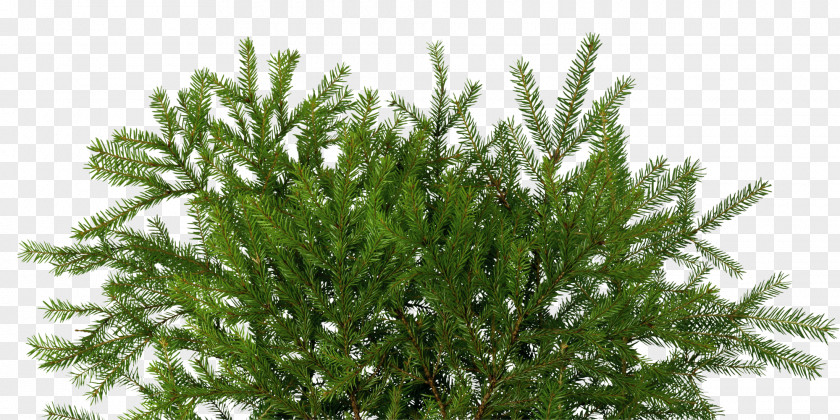 Twig Fir Spruce Pine Yolki Conifer Cone PNG