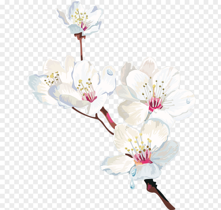 White Pear Cape Jasmine Flower Plant PNG