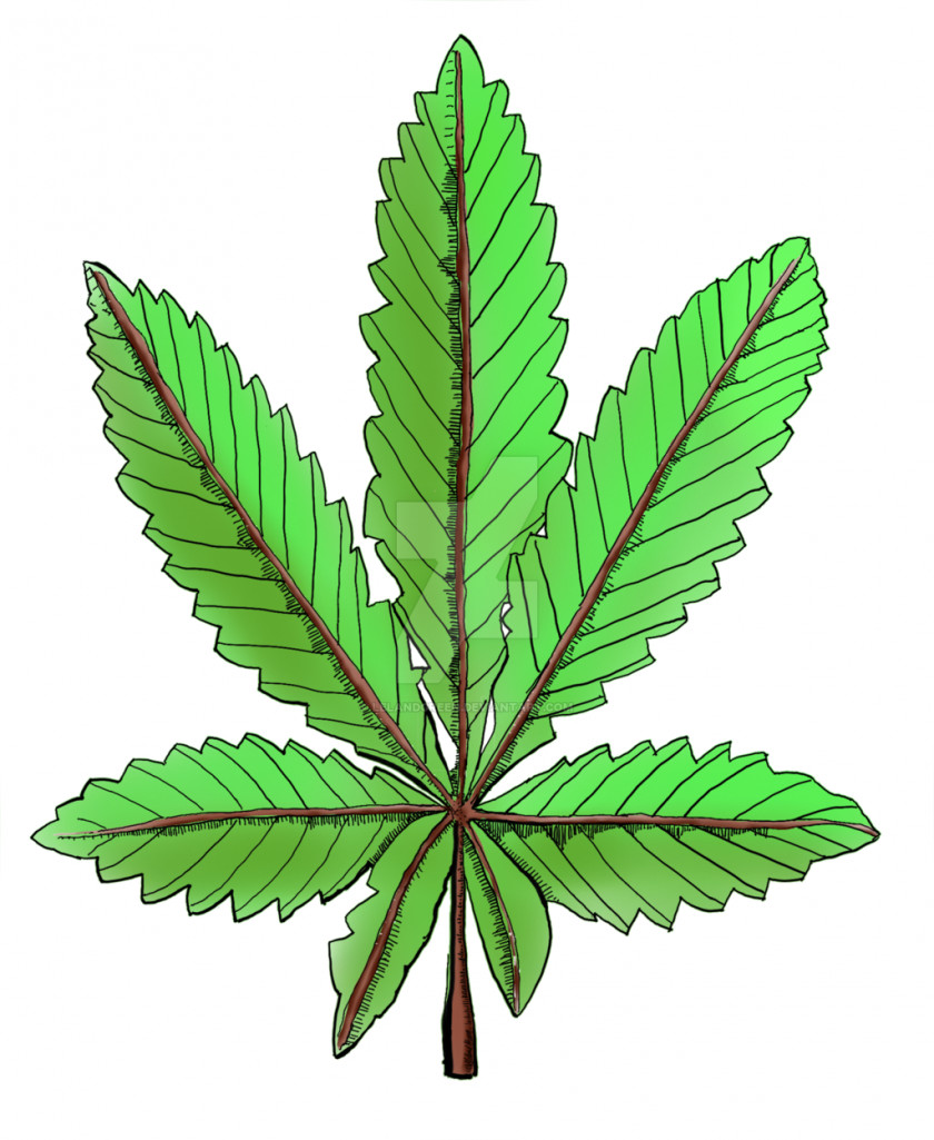 Cannabis Cannabaceae Hemp Tree Plant PNG