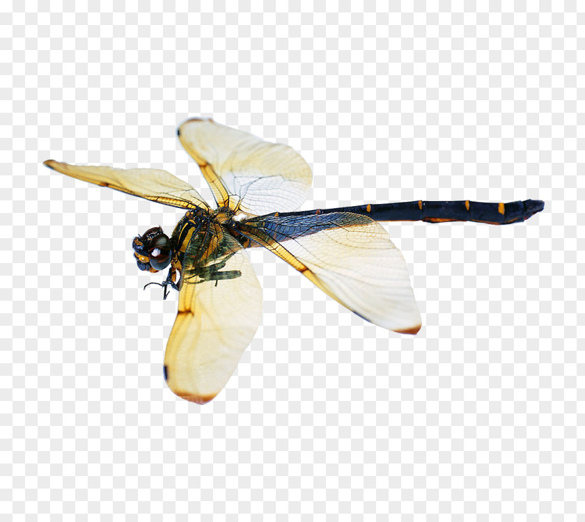 Dragonflies Dragonfly Butterfly Beetle Image Pterygota PNG