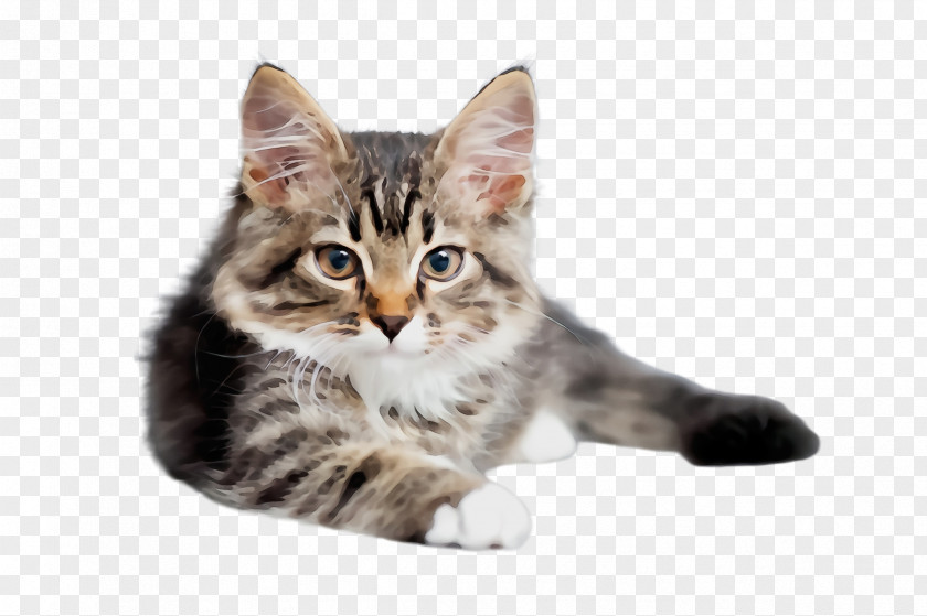 Kitten European Shorthair Cat Small To Medium-sized Cats Tabby Whiskers PNG
