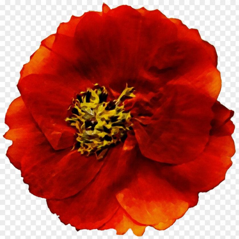 Poppy Family Cut Flowers Orange PNG