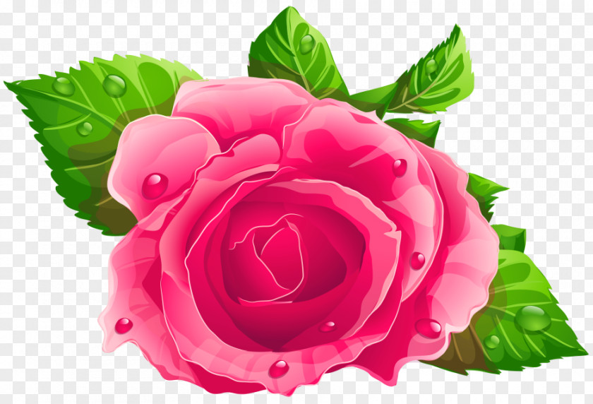Rose Pink Clip Art PNG