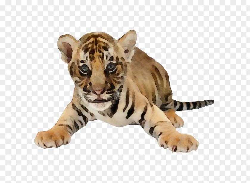 Siberian Tiger Wildlife Bengal PNG