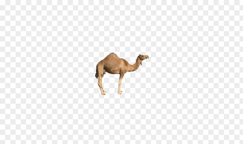 Animal Camel Bactrian Baby Arabic Alphabet Better Than Before Screenshot Android PNG