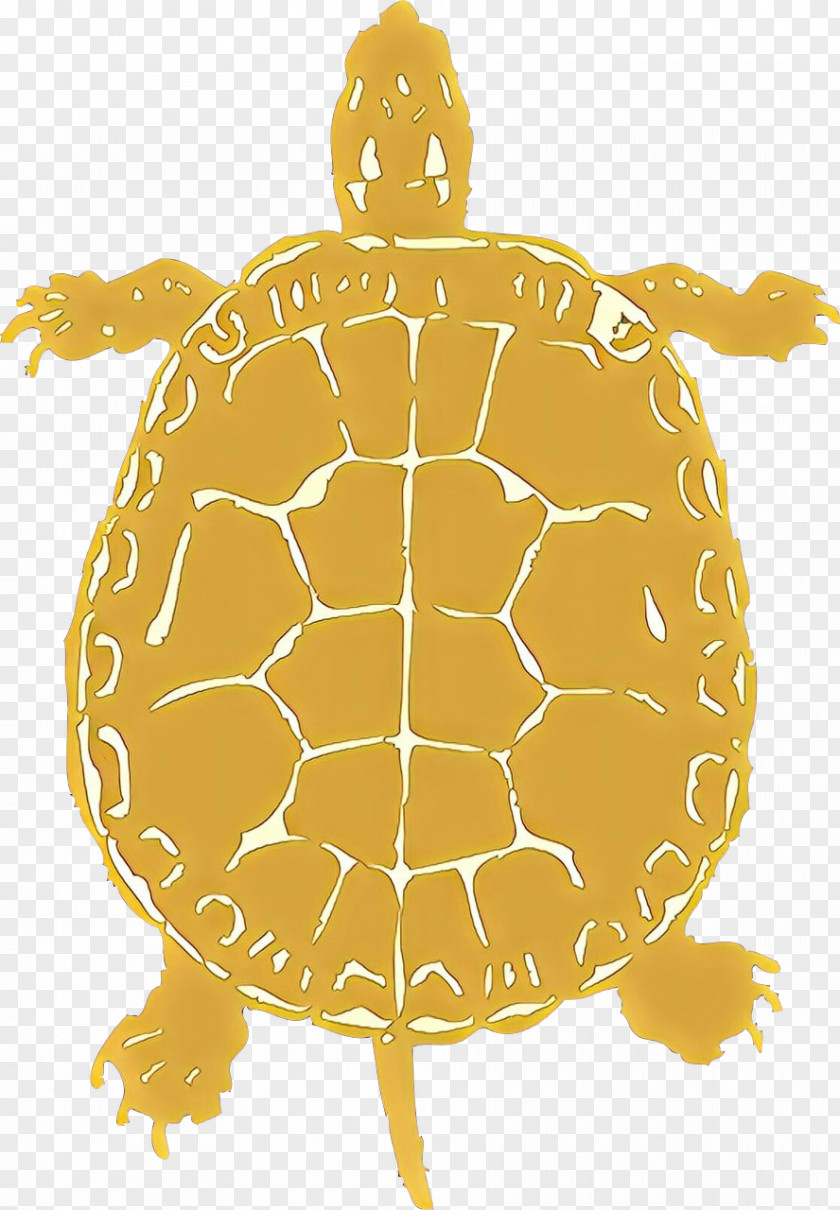 Box Turtle Painted Sea Background PNG