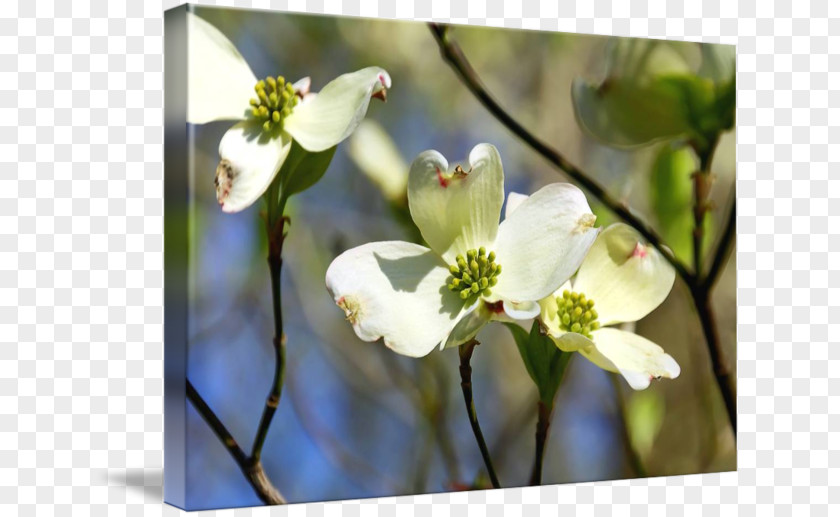 Flower Flora Flowering Dogwood Desktop Wallpaper Wildflower PNG