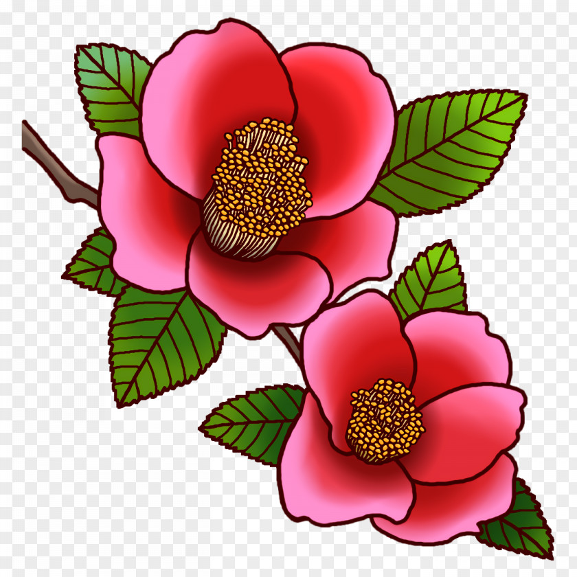 Cut Flowers Petal Camellia Flower PNG