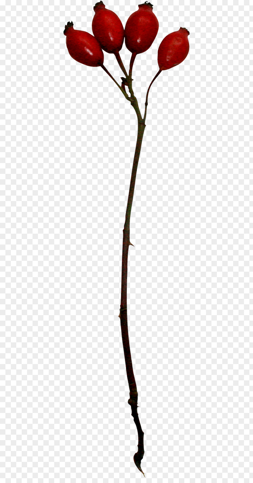 Spanish 28 June Scrapbooking Flowering Plant Twig PNG